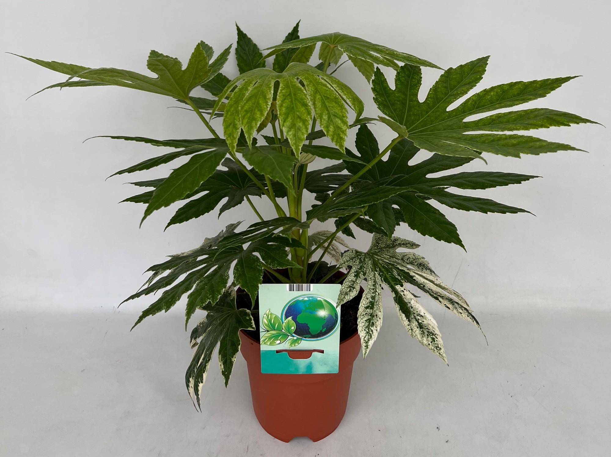 La Green Touch - Fatsia Spiderweb - Image 2