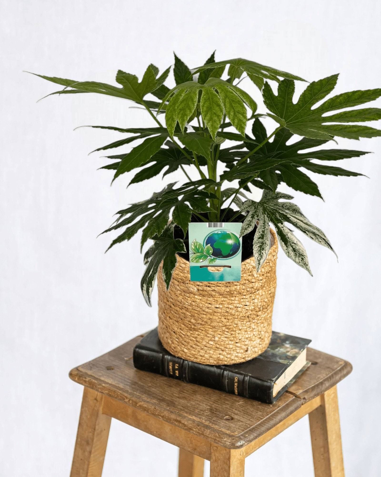 La Green Touch - Fatsia Spiderweb - Image 1