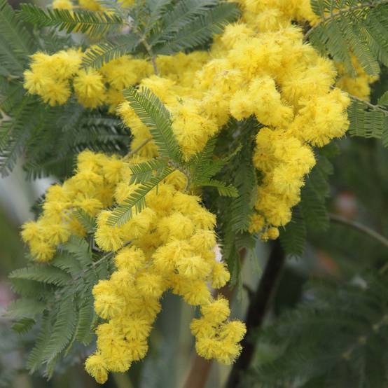 Acacia dealbata Gaulois Astier - Mimosa des fleuristes Pot de 2L/3L