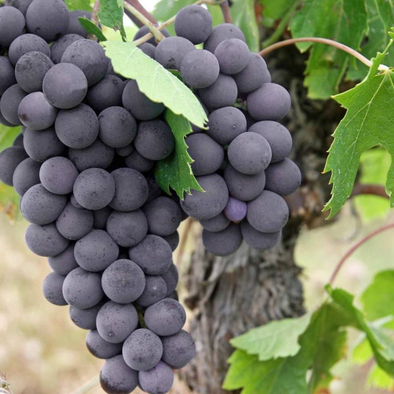 Vigne fraise Isabella, Vigne de table - Pot de 1,5L - Tuteur bambou 30/60 cm - Imagen 6
