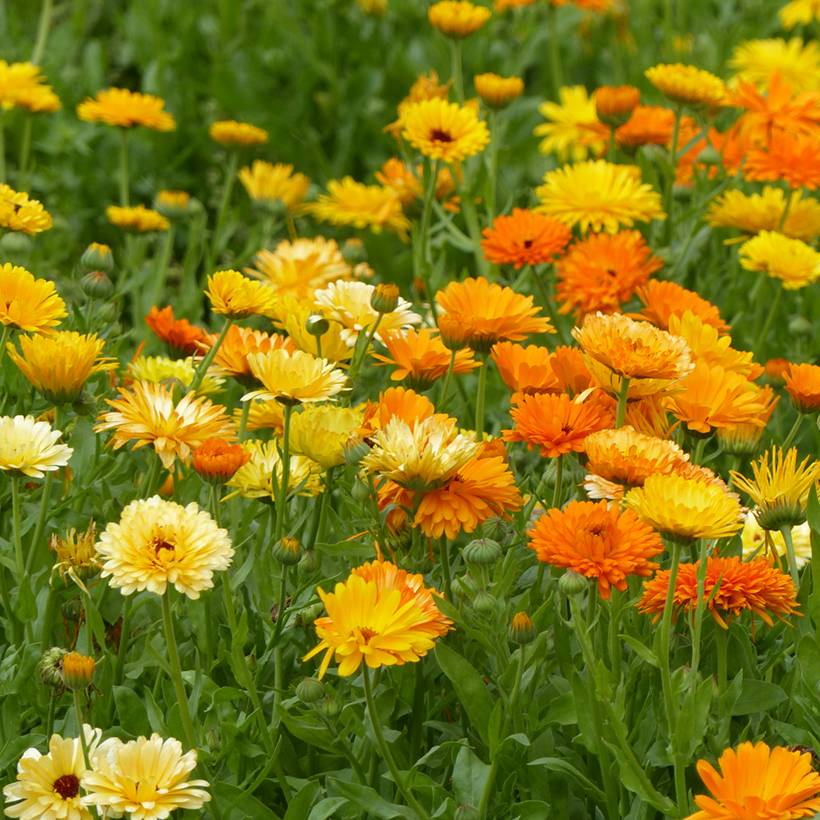 Promesse de Fleurs - Graines de Souci Pacific Beauty Mix - Calendula officinalis le sachet de 300 graines environ (2,5g)