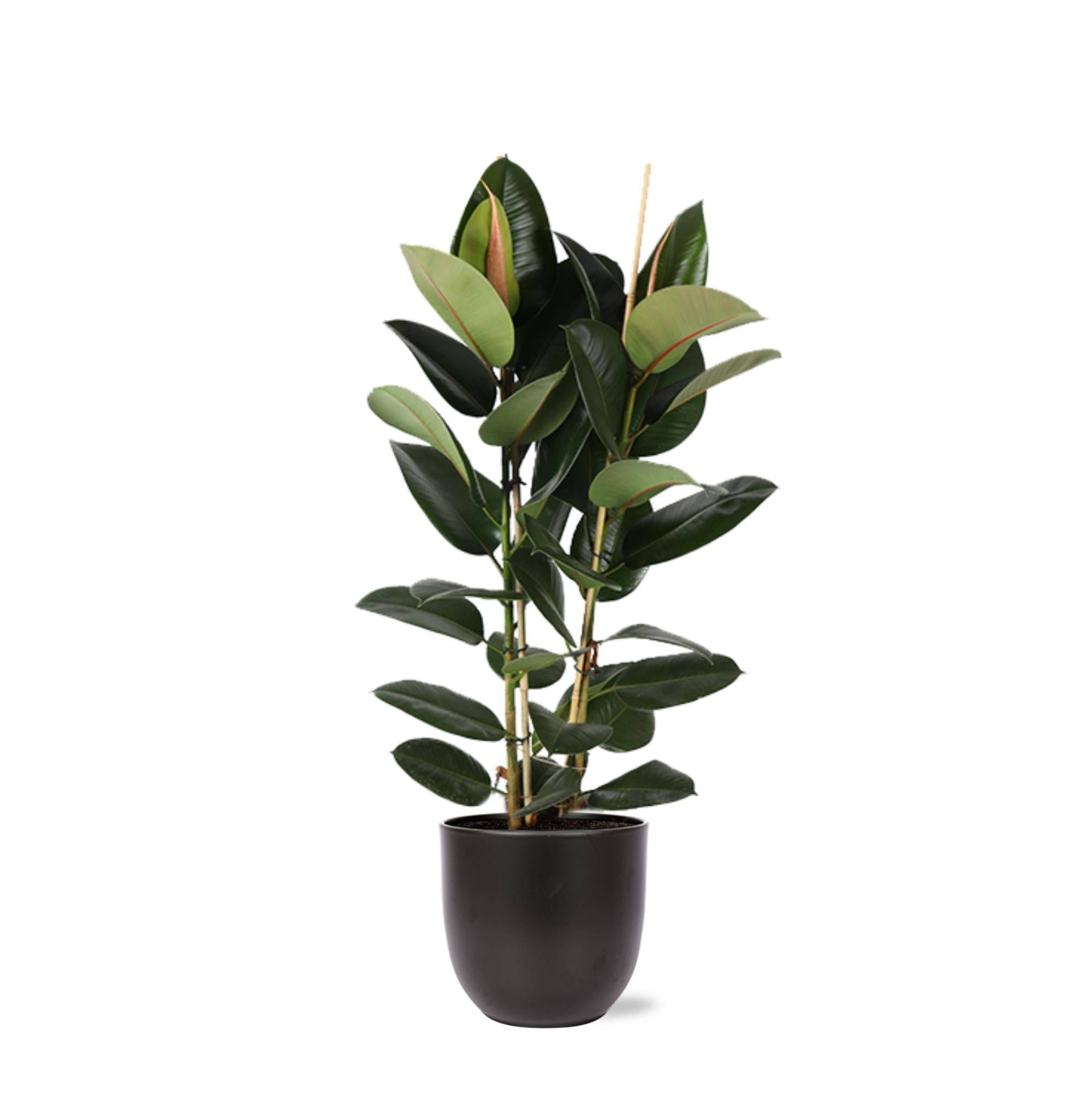 Ficus Elastica Robusta et son pot- La Green Touch Noir - Hauteur 110cm