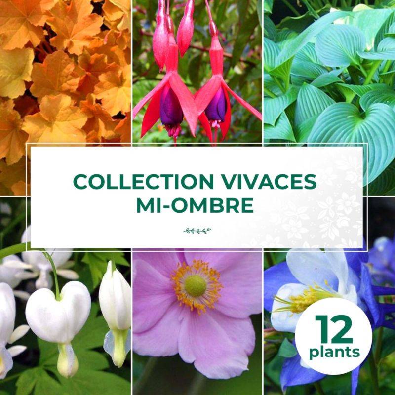 Collection de 13 vivaces mi-ombre -  - Pépinières Naudet - Imagen 1