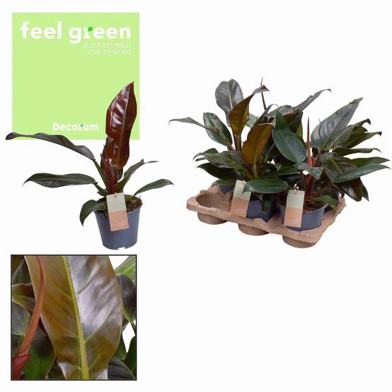La Green Touch - Philodendron Imperial Rouge Feel Vert - D14 H35cm