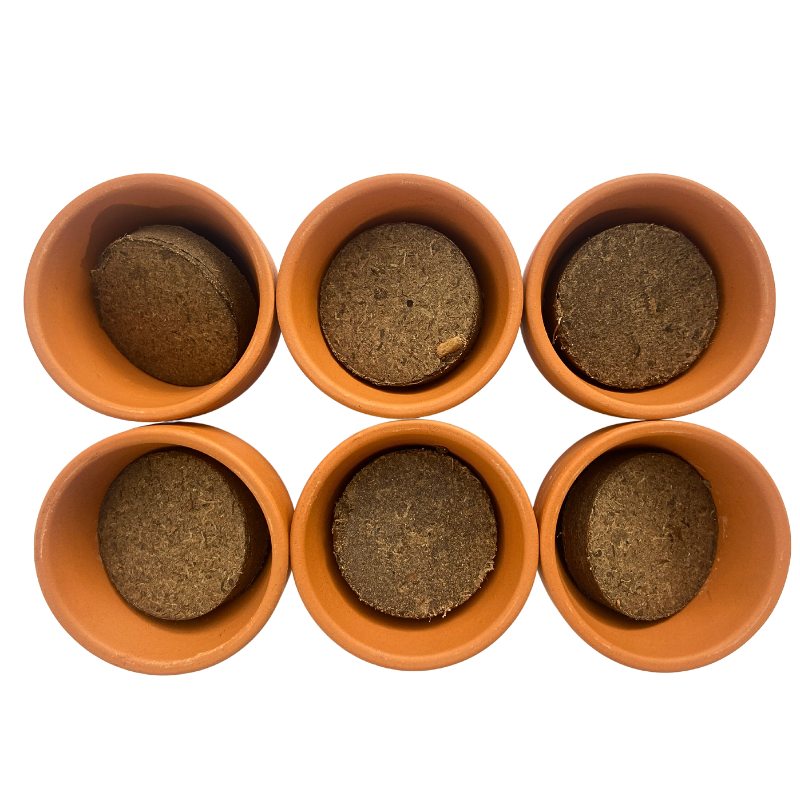 Autre - Mini serre 6 pots sapins de Noël - Prêt à Jardiner - Imagen 3