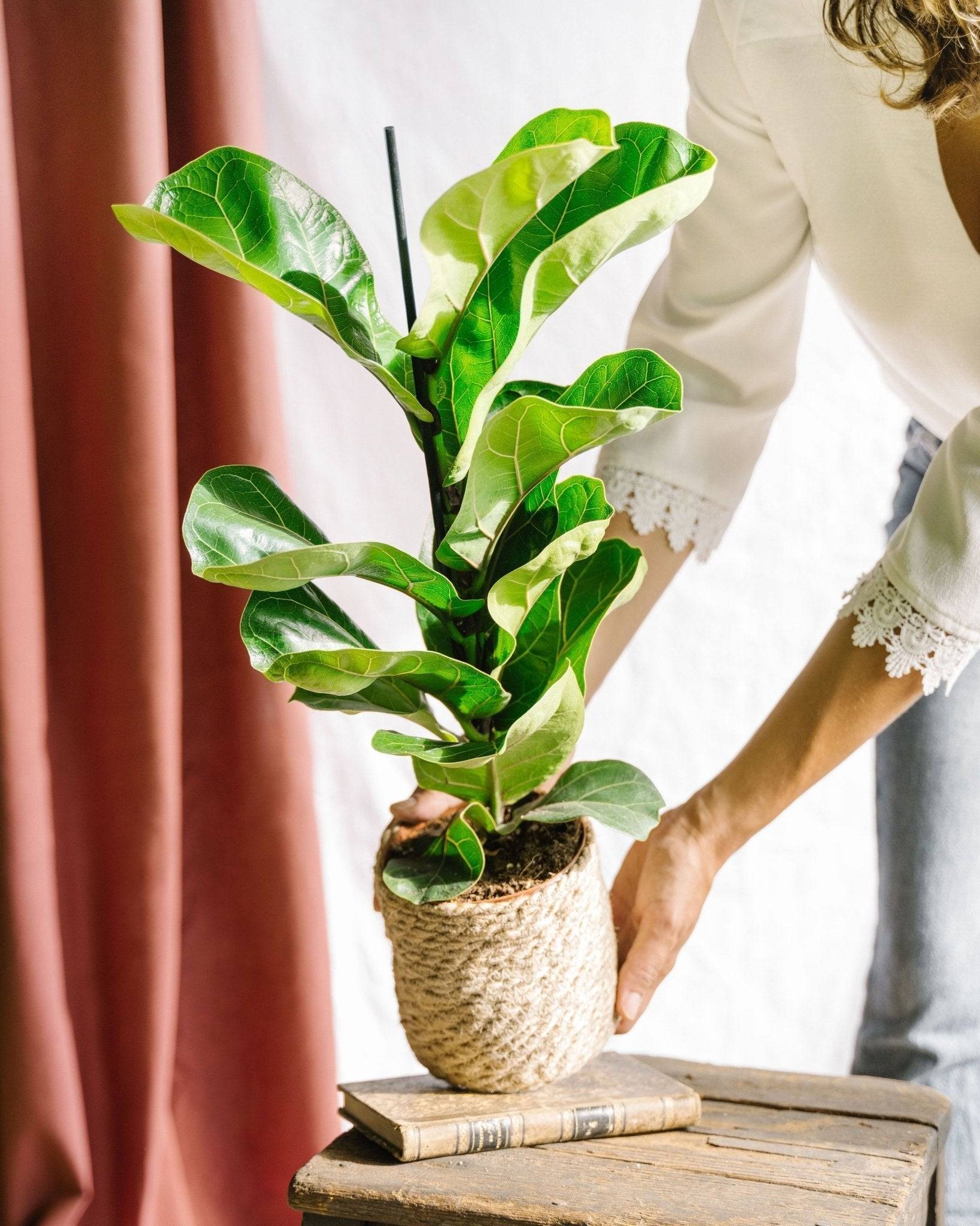 La Green Touch - Ficus Lyrata 75cm - Plante d'intérieur- La Green Touch - Image 1