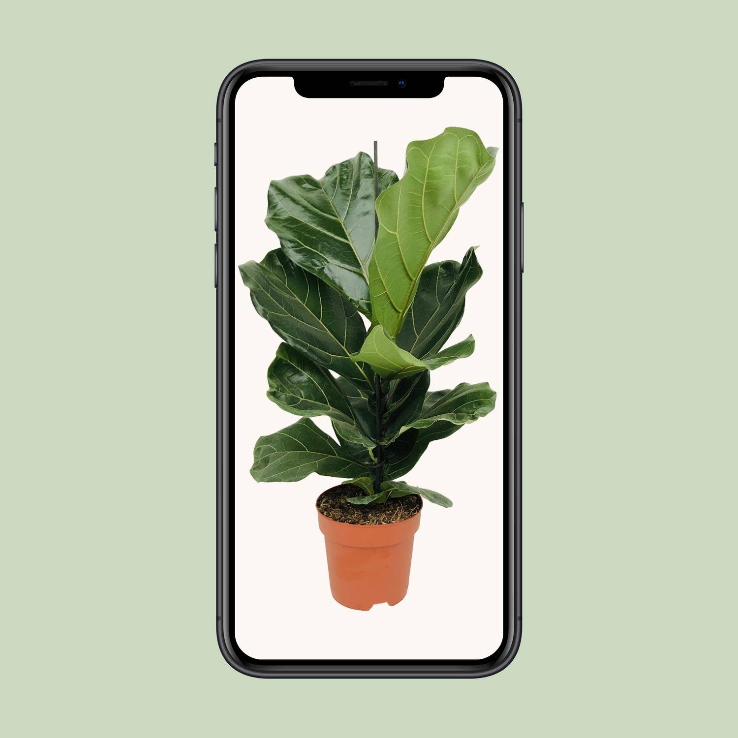 La Green Touch - Ficus Lyrata 75cm - Plante d'intérieur- La Green Touch - Image 4
