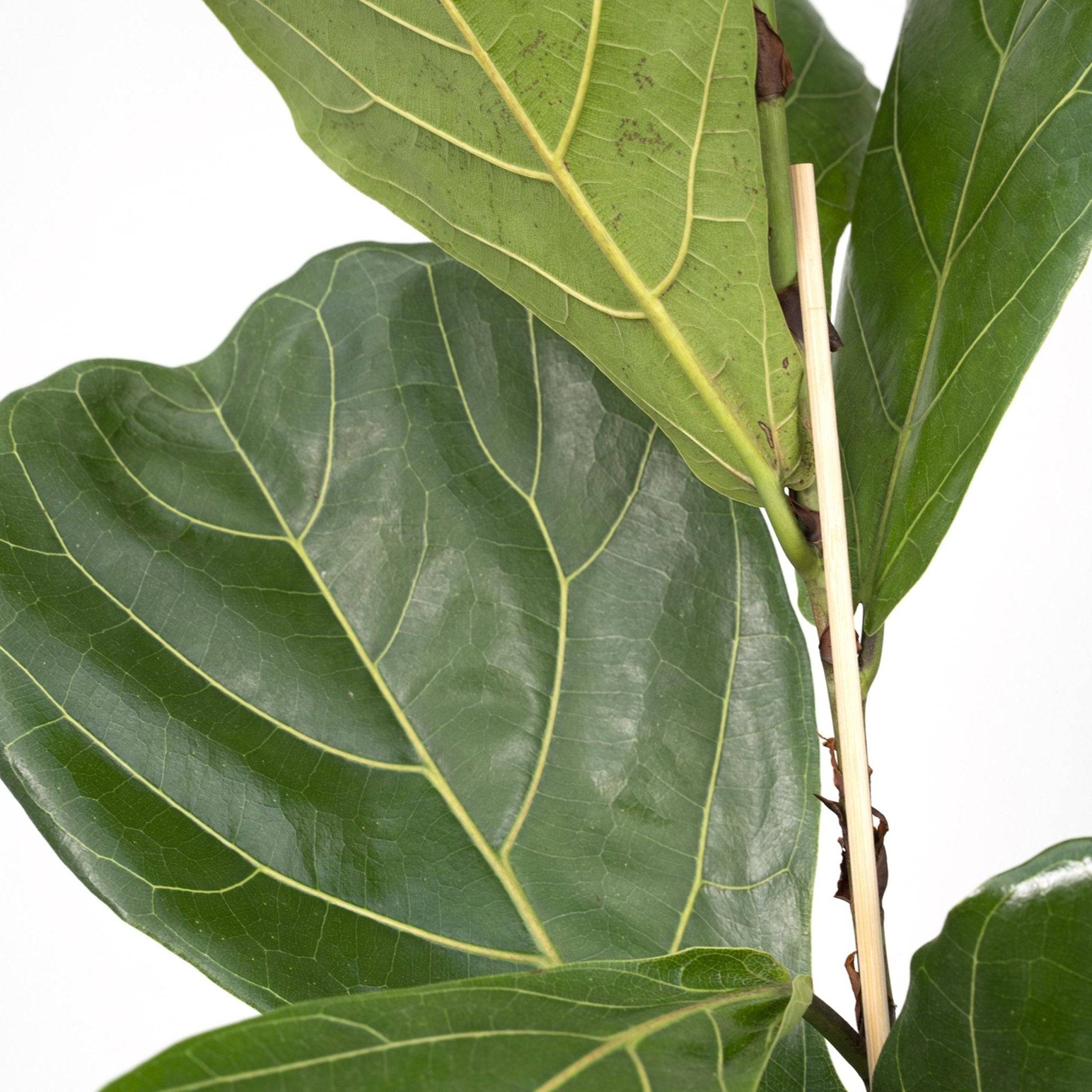La Green Touch - Ficus Lyrata 75cm - Plante d'intérieur- La Green Touch - Image 2