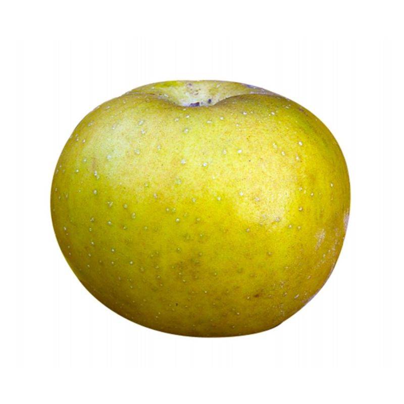 Pommier 'Patte de Loup' (Malus domestica 'Patte de Loup') - Scion de 100cm - Pépinières Naudet - Imagen 1