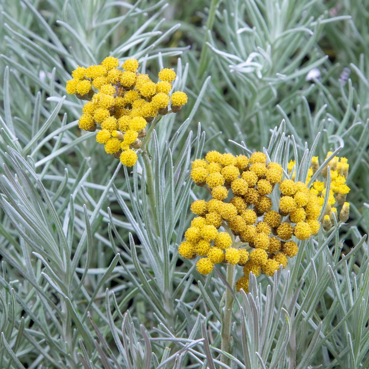 Promesse de Fleurs - Helichrysum angustifolium Tall Curry - Plante curry Godet de 8/9 cm