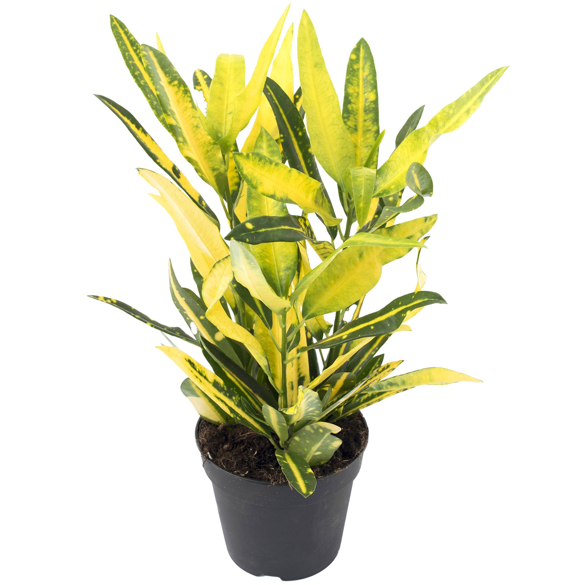 Gardenersdream - Codiaeum Panaché Sunny Star | Plante Croton À Vendre (De 30 À 40 Cm Pot Inclus) - GardenersDream - Image 2