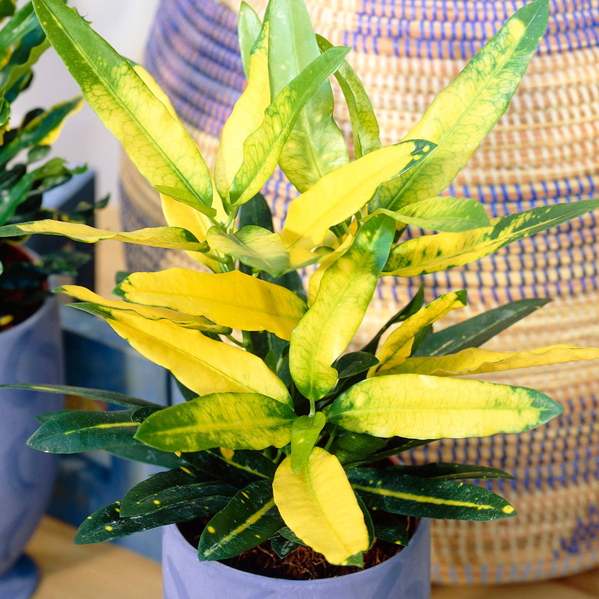 Gardenersdream - Codiaeum Panaché Sunny Star | Plante Croton À Vendre (De 30 À 40 Cm Pot Inclus) - GardenersDream - Image 1