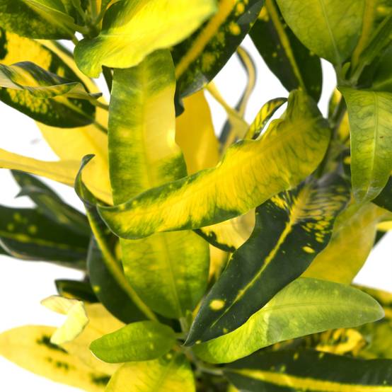 Gardenersdream - Codiaeum Panaché Sunny Star | Plante Croton À Vendre (De 30 À 40 Cm Pot Inclus) - GardenersDream - Image 3