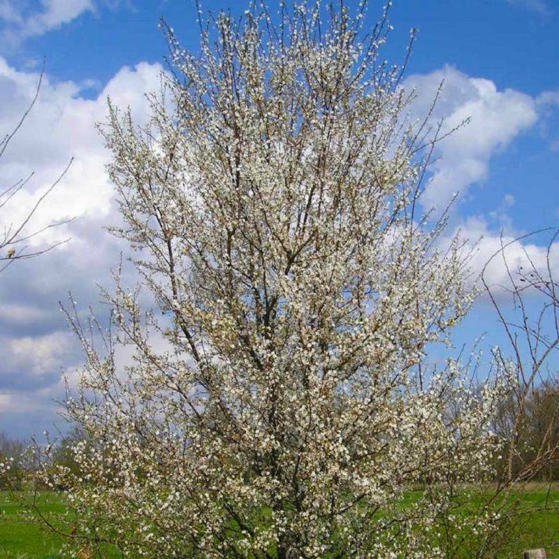 Prunier myrobolan (Prunus cerasifera) - Godet - Taille 20/40cm - Pépinières Naudet - Image 1
