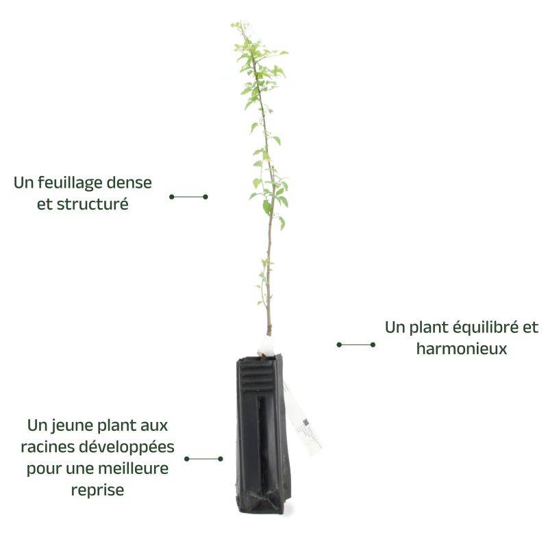Prunier myrobolan (Prunus cerasifera) - Godet - Taille 20/40cm - Pépinières Naudet - Image 5