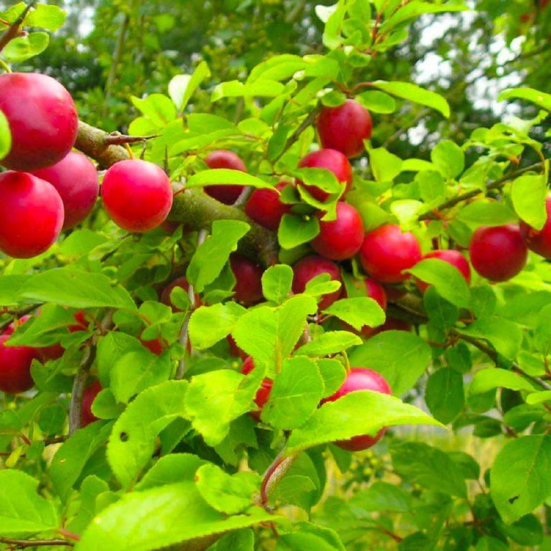 Prunier myrobolan (Prunus cerasifera) - Godet - Taille 20/40cm - Pépinières Naudet - Image 3