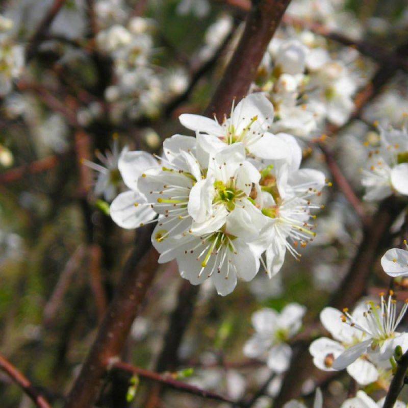Prunier myrobolan (Prunus cerasifera) - Godet - Taille 20/40cm - Pépinières Naudet - Image 2