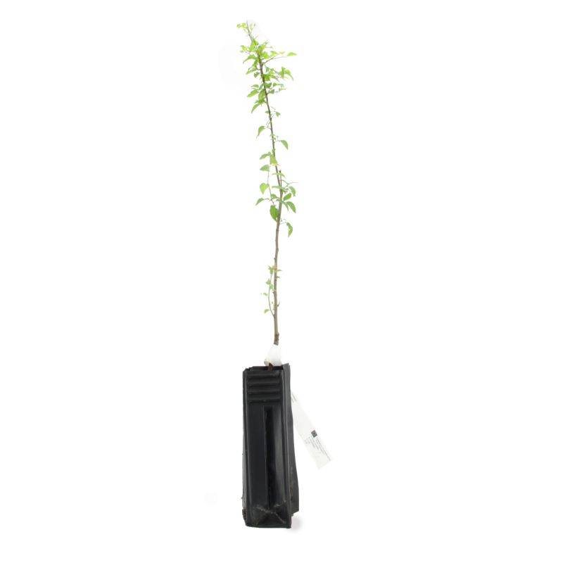 Prunier myrobolan (Prunus cerasifera) - Godet - Taille 20/40cm - Pépinières Naudet - Image 4