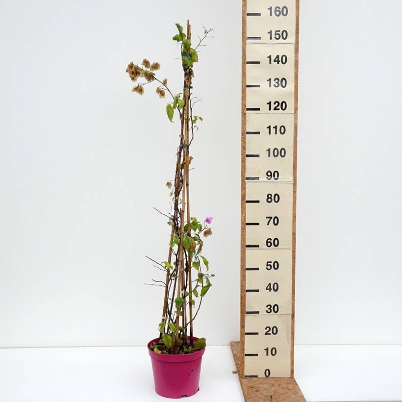Bougainvillier Violet de Mèze Pot de 7,5L/10L - Image 3