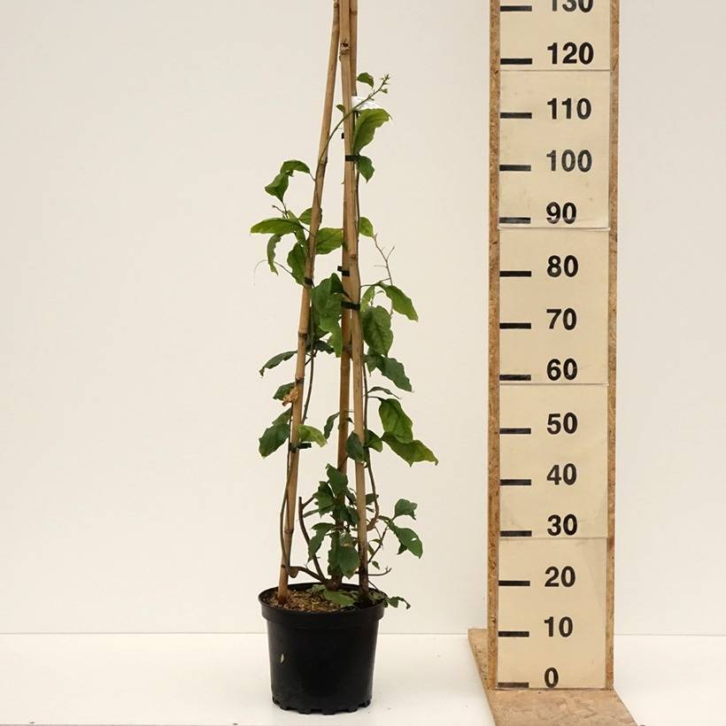 Bougainvillier Violet de Mèze Pot de 7,5L/10L - Image 2