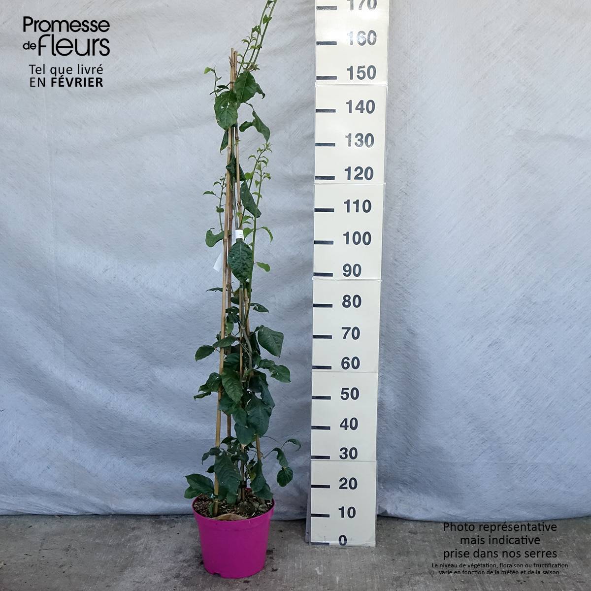 Bougainvillier Violet de Mèze Pot de 7,5L/10L - Image 1