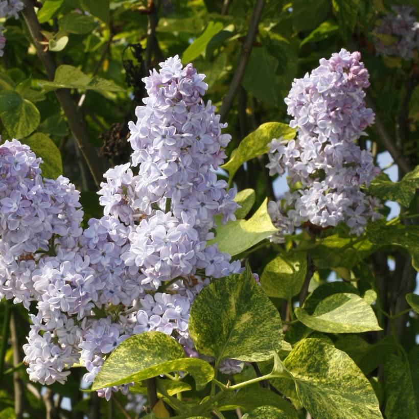 Lilas - Syringa vulgaris Aucubaefolia Godet de 8/9 cm - Image 1