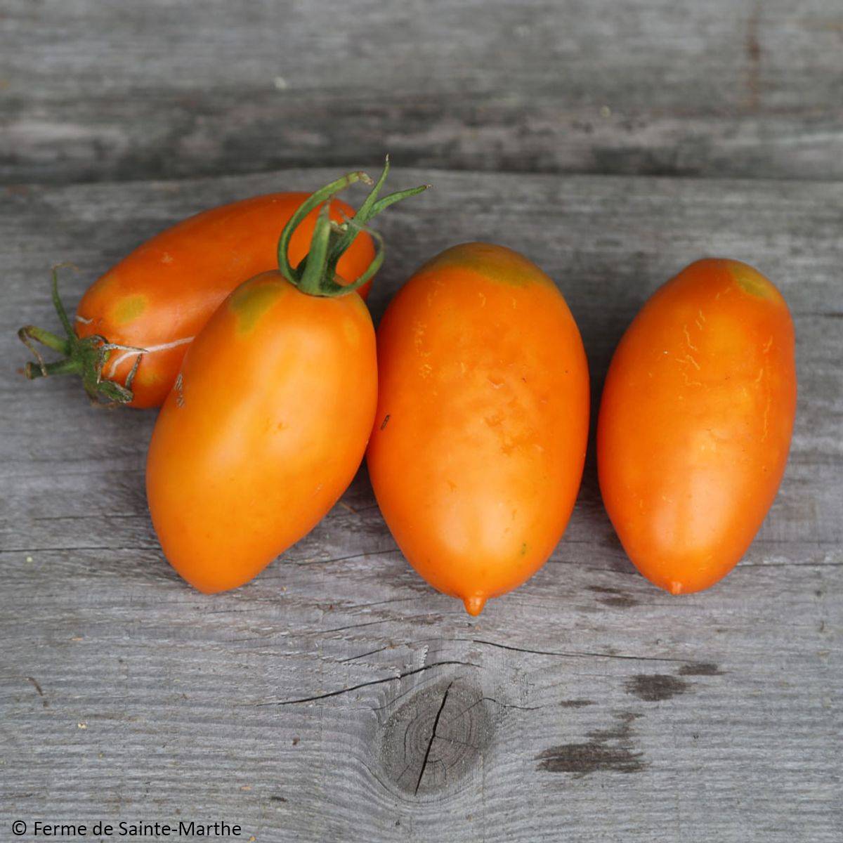 Tomate Orange Banana Bio - Ferme de Sainte Marthe le sachet de 50 graines environ