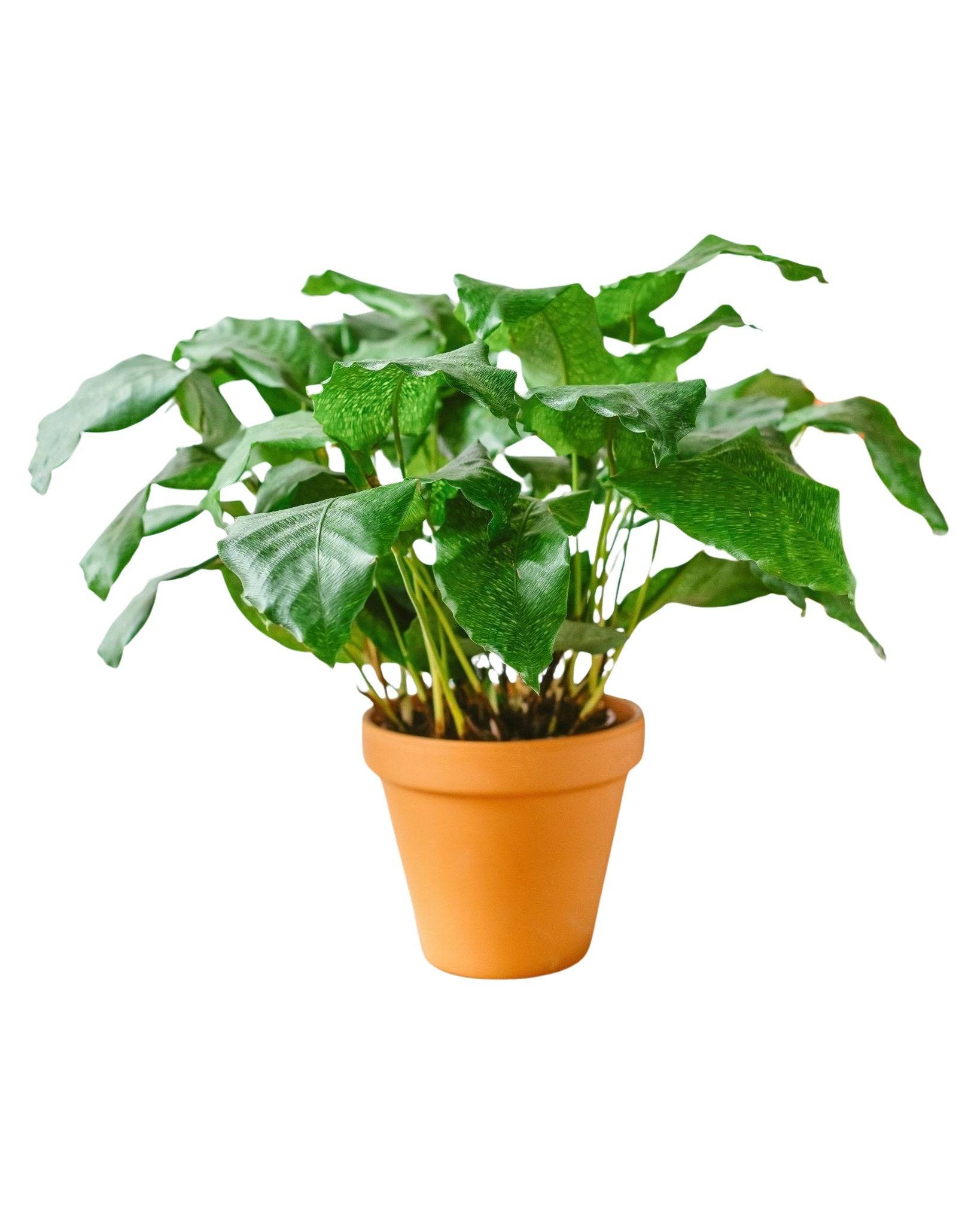 La Green Touch - Calathea Musaica 30cm - Plante d'intérieur- La Green Touch - Imagen 1