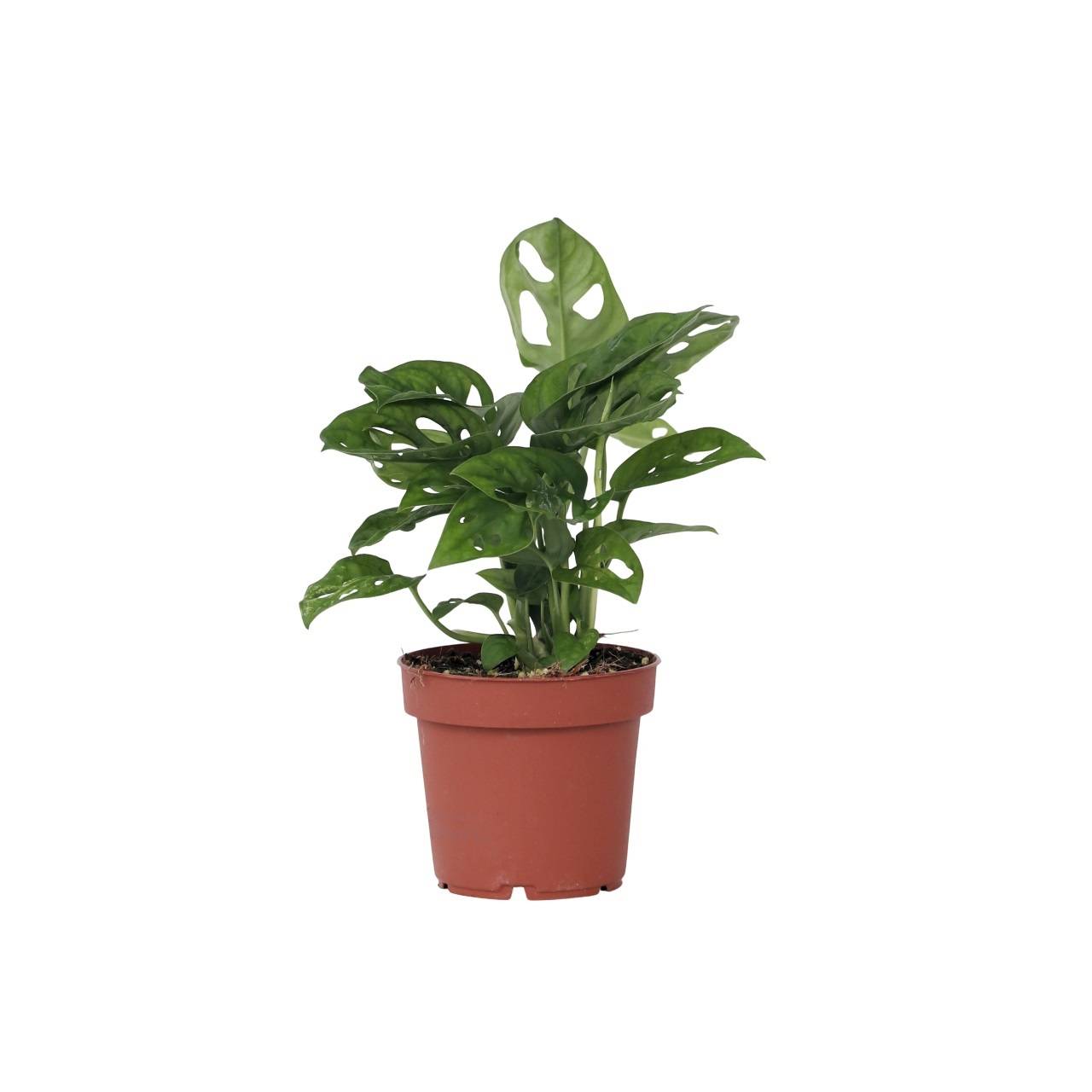 Plante à trous - Monstera adansonii 'Monkey Mask' - Hauteur 25-30cm - ⌀12cm - Image 1