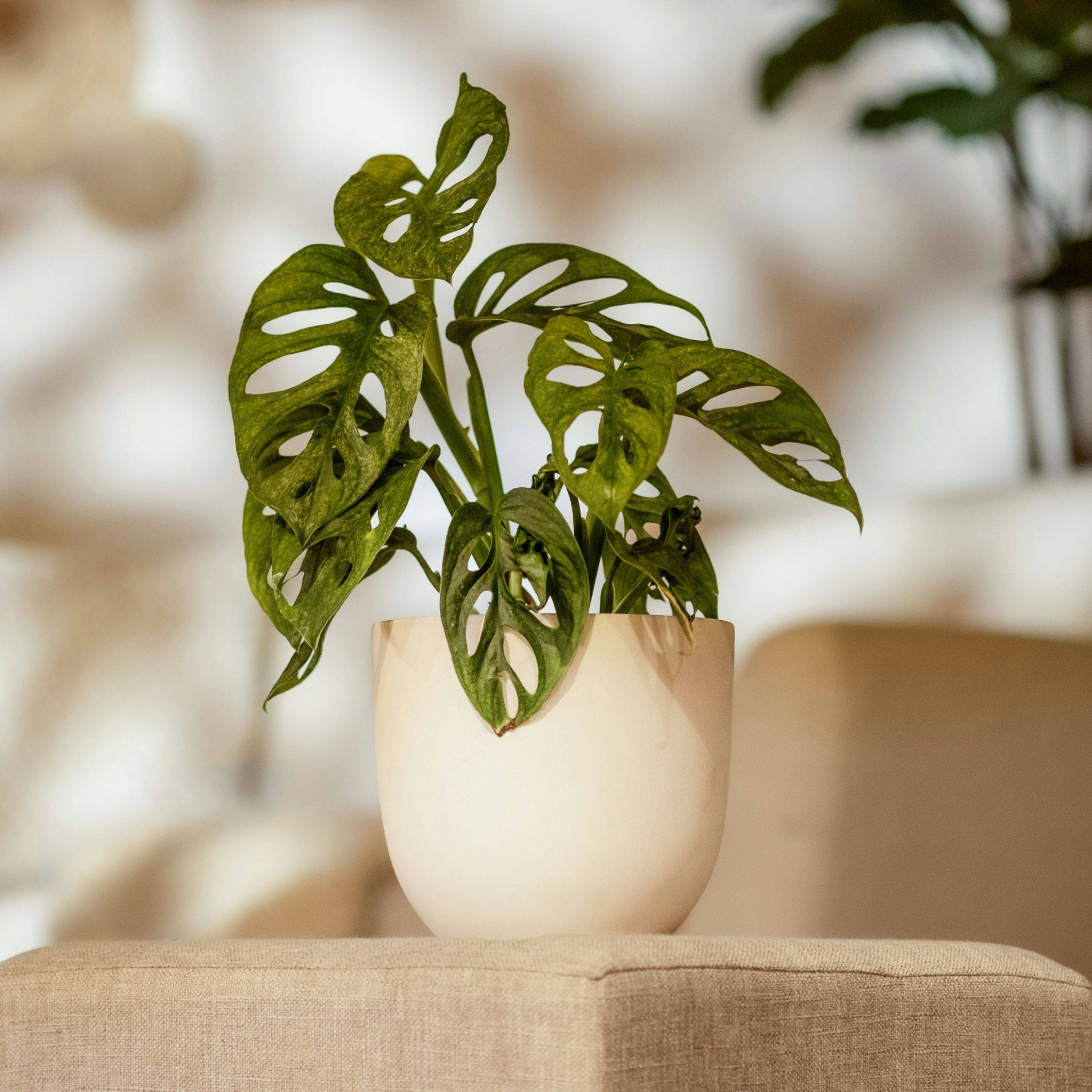 Plante à trous - Monstera adansonii 'Monkey Mask' - Hauteur 25-30cm - ⌀12cm - Image 2
