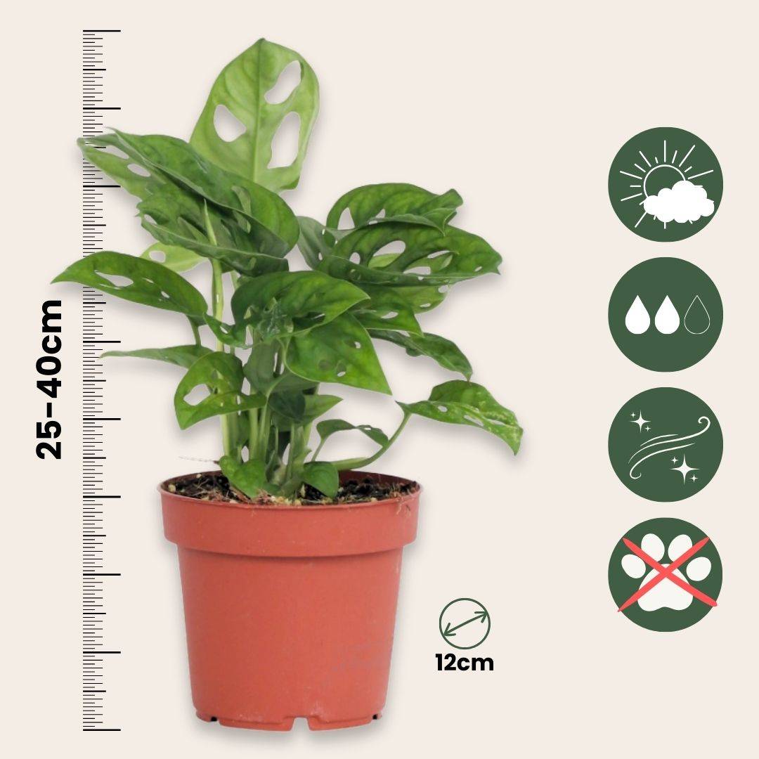 Plante à trous - Monstera adansonii 'Monkey Mask' - Hauteur 25-30cm - ⌀12cm - Image 4