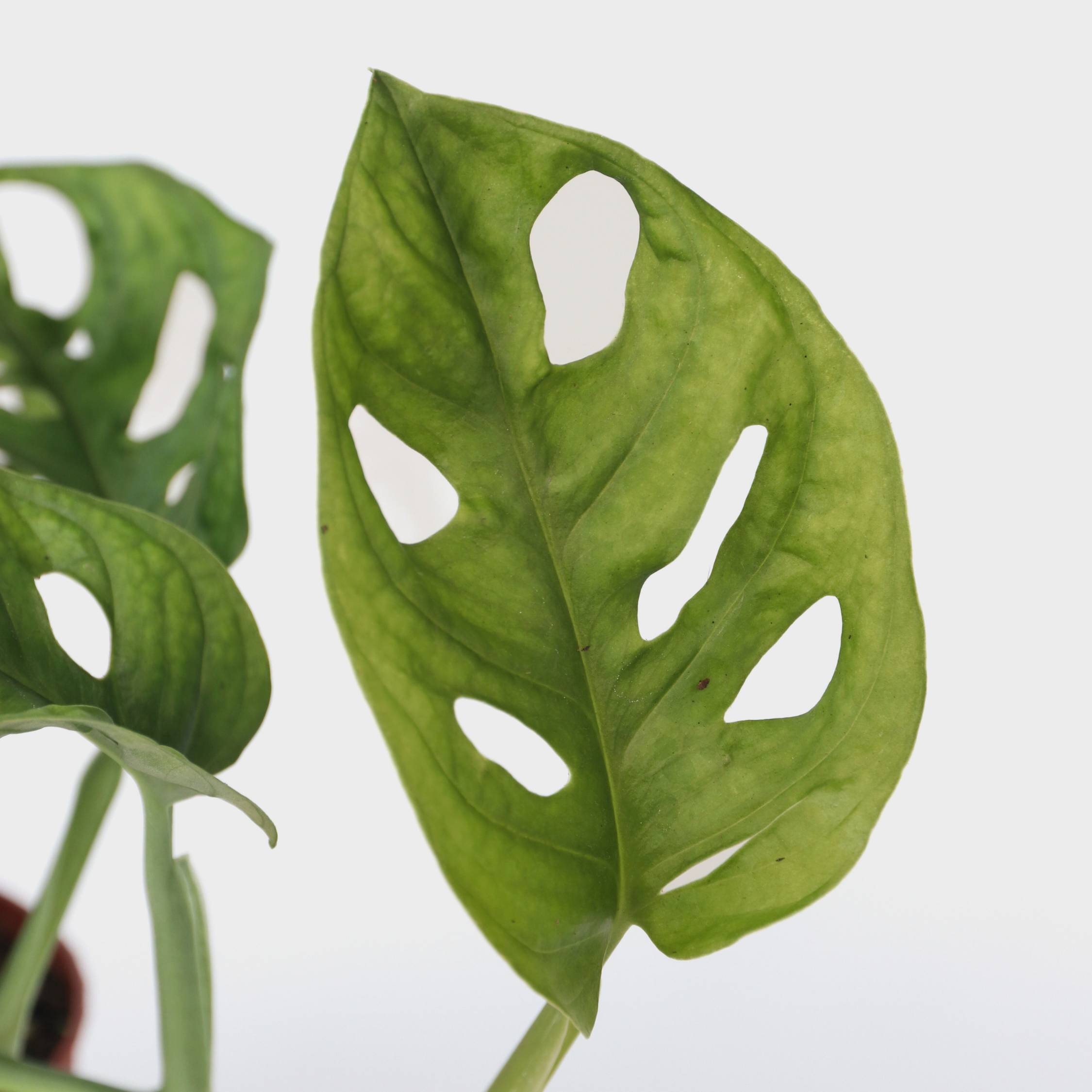 Plante à trous - Monstera adansonii 'Monkey Mask' - Hauteur 25-30cm - ⌀12cm - Image 3