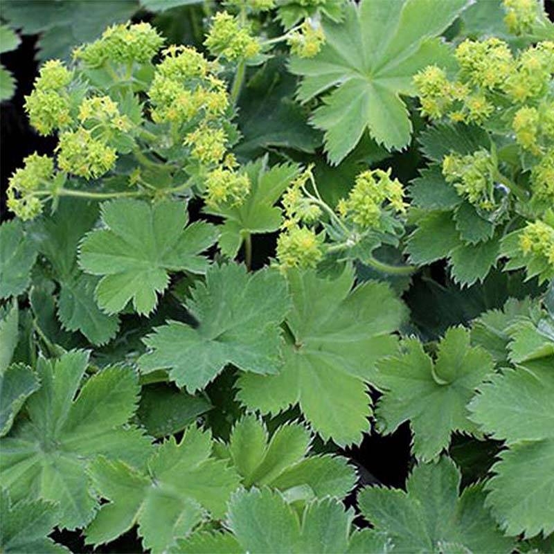 Alchemilla sericata Gold Strike - Alchemille Godet de 8/9 cm