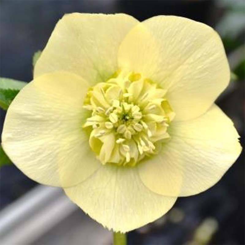 Promesse de Fleurs - Hellébore orientale Anémone Jaune Pot de 2L/3L