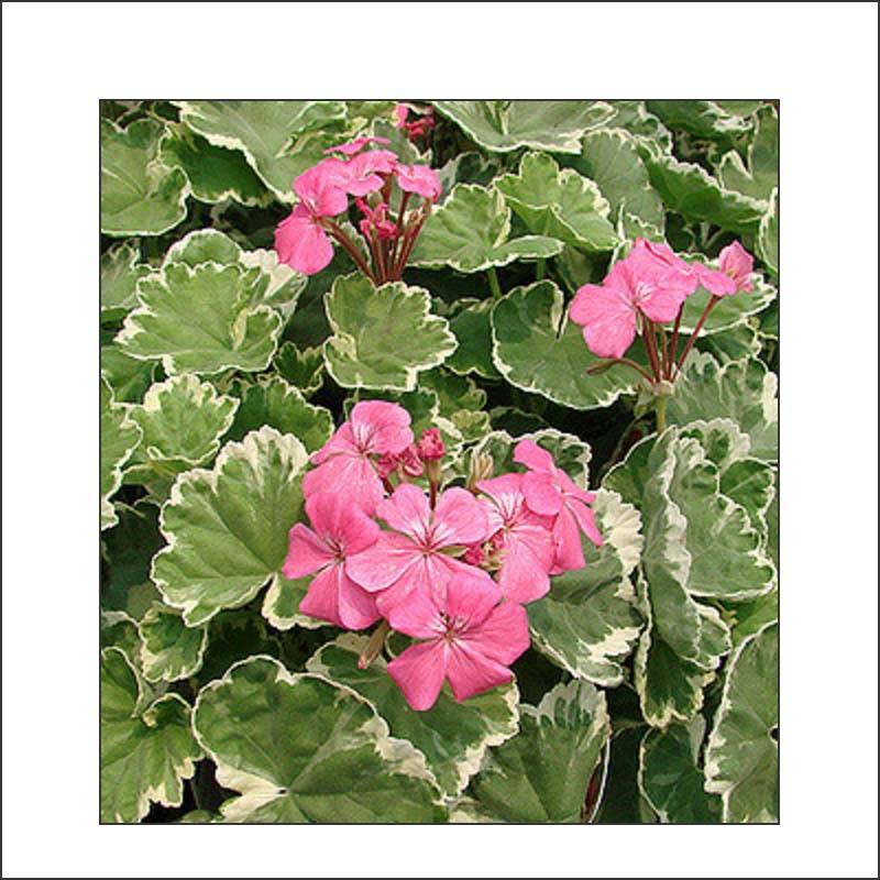 Géranium zonale Mme Salleron - Pelargonium fantaisie Godet de 7/8 cm