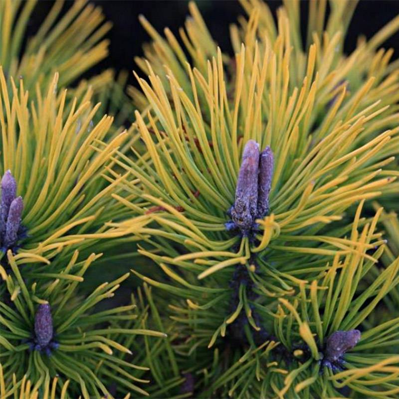 Promesse de Fleurs - Pinus mugo Golden Glow - Pin de montagne Pot de 3L/4L