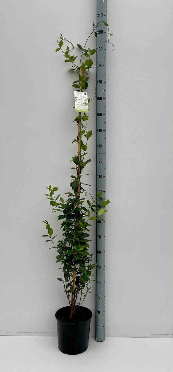 0 - Trachelospermum jasminoides (Jasmin étoilé) Pot de 18 litres - 200/220 cm 3 grosses tiges - Image 3