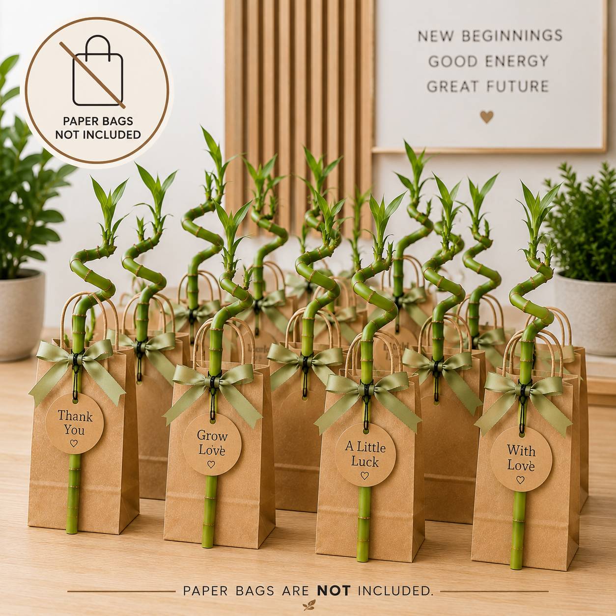 Lucky Bamboo Lot de 30 avec Cartes - Dracaena Sanderiana - Cadeau 40-45 cm - Image 3