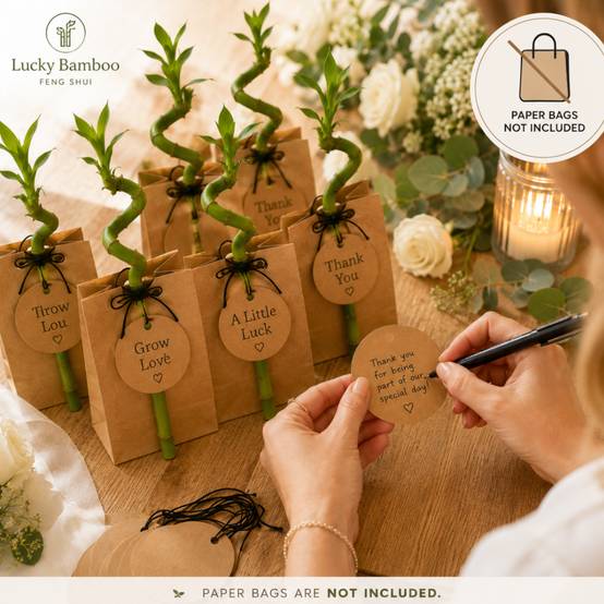 Lucky Bamboo Lot de 30 avec Cartes - Dracaena Sanderiana - Cadeau 40-45 cm - Image 5