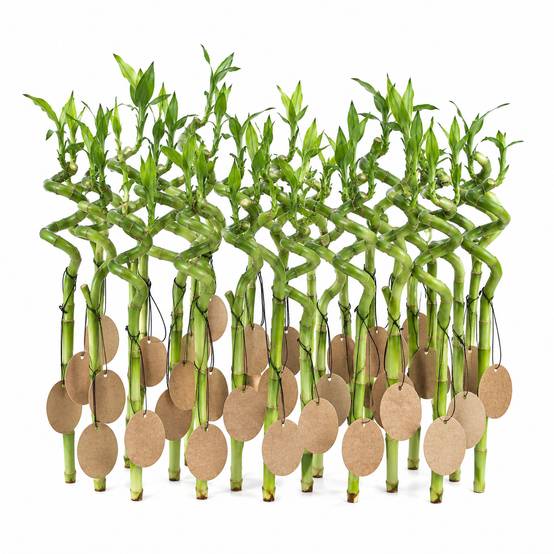 Lucky Bamboo Lot de 30 avec Cartes - Dracaena Sanderiana - Cadeau 40-45 cm - Image 1