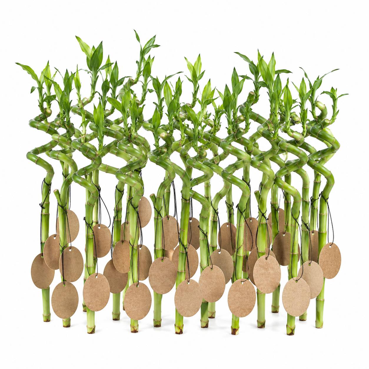 Lucky Bamboo Lot de 30 avec Cartes - Dracaena Sanderiana - Cadeau 40-45 cm - Image 1
