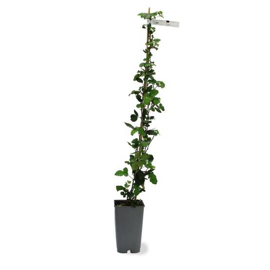 Mûre 'Thornfree' (Rubus fruticosus 'Thornfree') - Conteneur 3L - Taille 30/60cm - Pépinières Naudet - Image 2