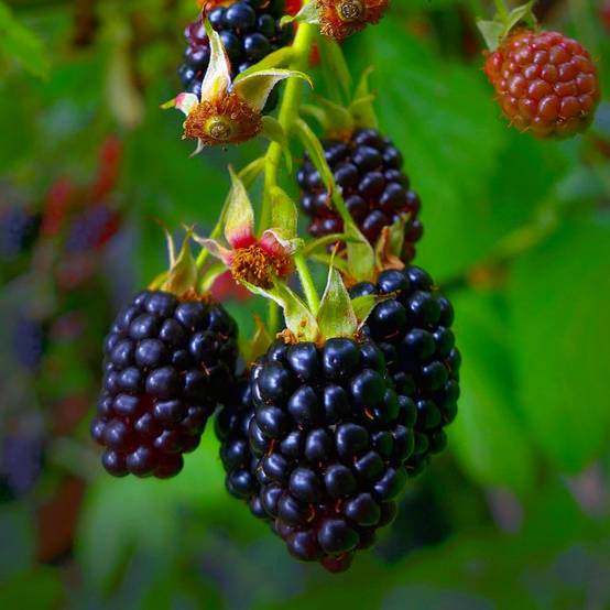 Mûre 'Thornfree' (Rubus fruticosus 'Thornfree') - Conteneur 3L - Taille 30/60cm - Pépinières Naudet - Image 1