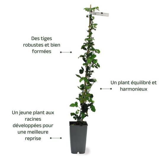 Mûre 'Thornfree' (Rubus fruticosus 'Thornfree') - Conteneur 3L - Taille 30/60cm - Pépinières Naudet - Image 3