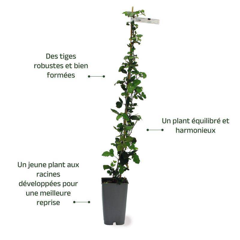 Mûre 'Thornfree' (Rubus fruticosus 'Thornfree') - Conteneur 3L - Taille 30/60cm - Pépinières Naudet - Image 3
