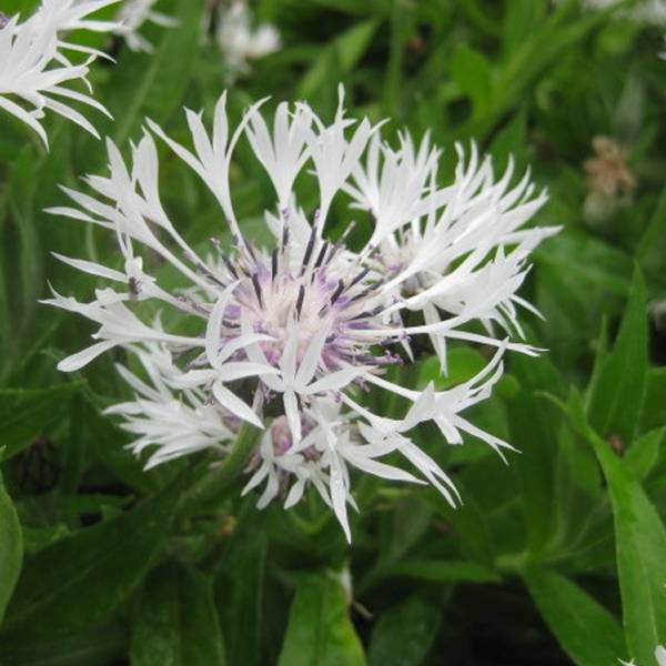 Bleuet des montagnes blanc - Centaurée montana Alba Godet de 8/9 cm