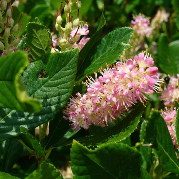 Clethra alnifolia Ruby Spice Pot de 3L/4L - Image 1