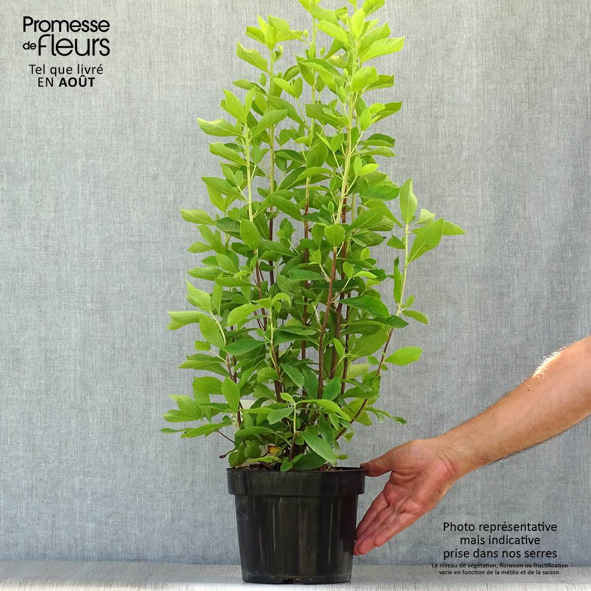 Clethra alnifolia Ruby Spice Pot de 3L/4L - Image 2