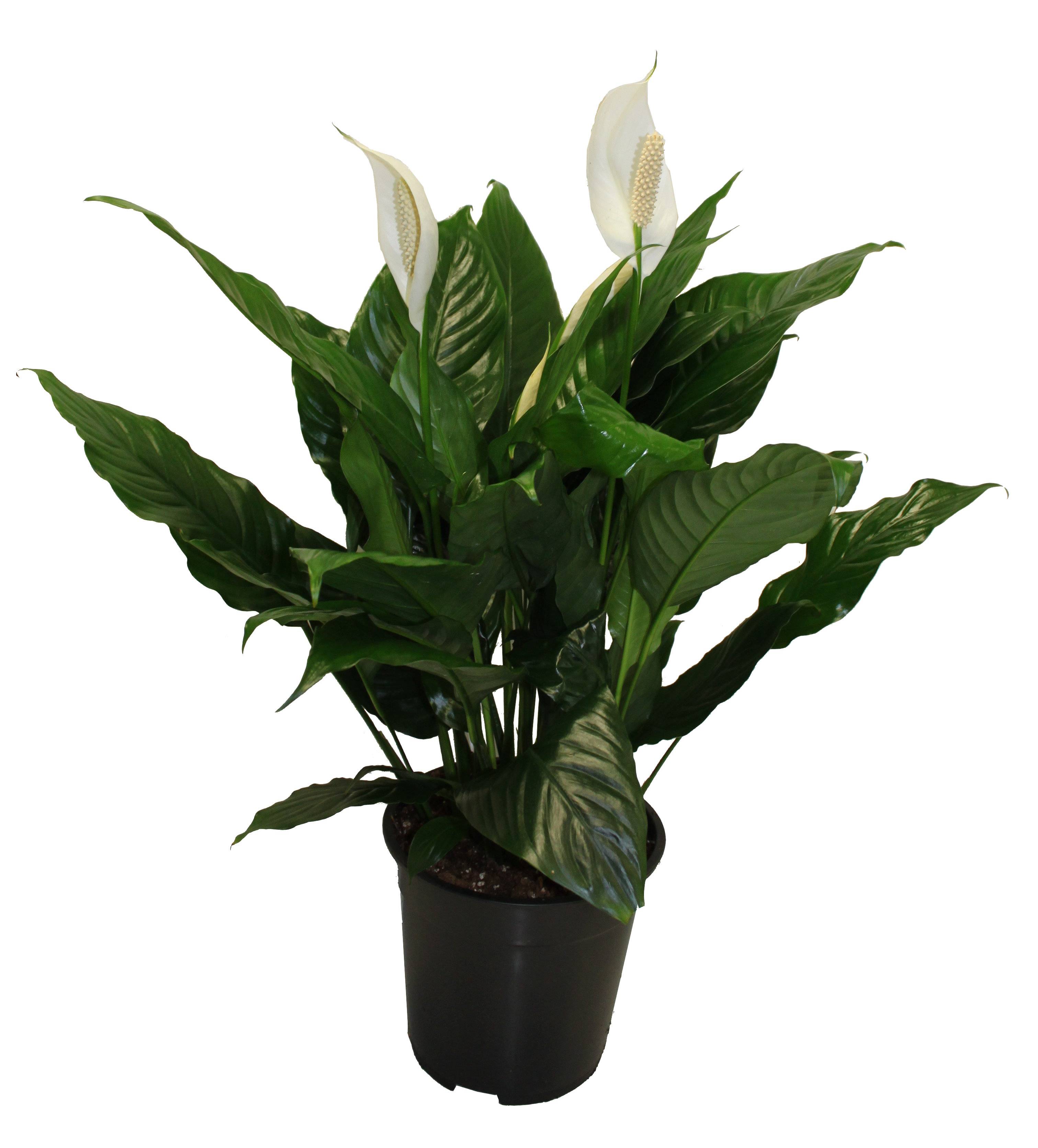 Horti-Flandre - Spathiphyllum Pot 13 cm