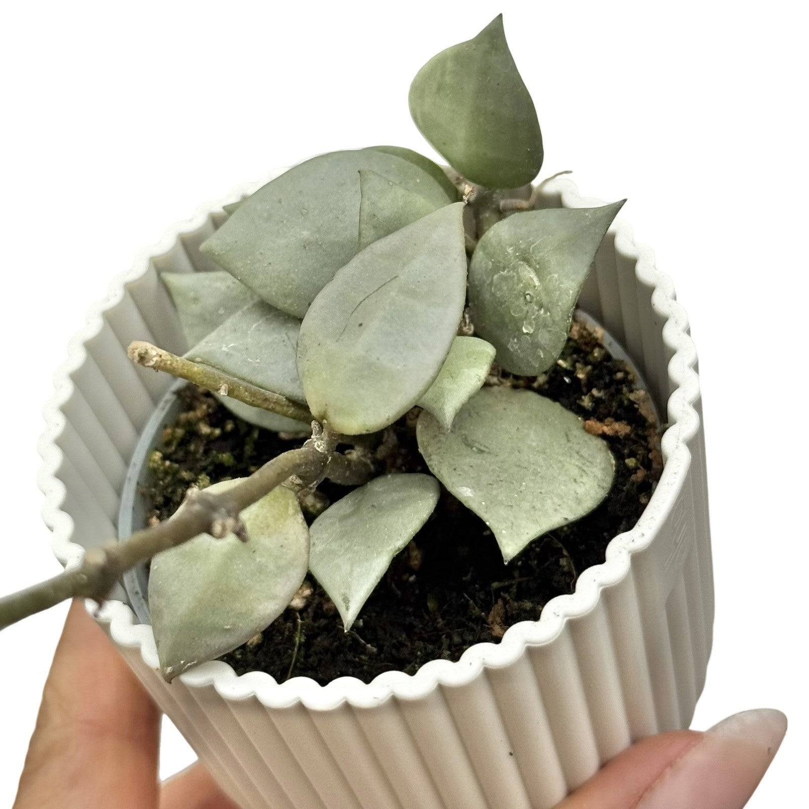 Hoya Silver eskimo - Pot de 6cm - Plantes d'intérieur - Image 1